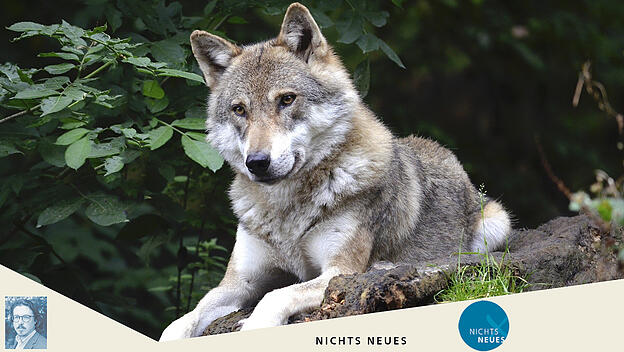 Der Wolf kommt