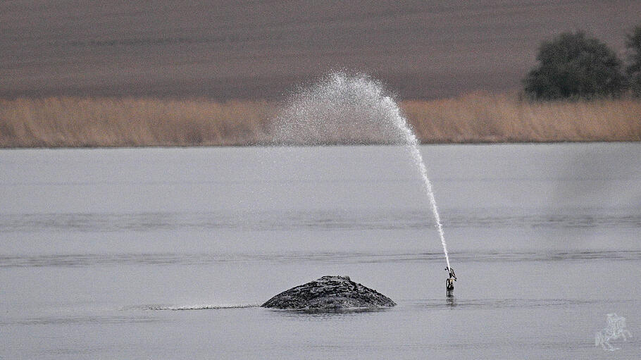 Wal Timmy vor Insel Poel wird gerettet
