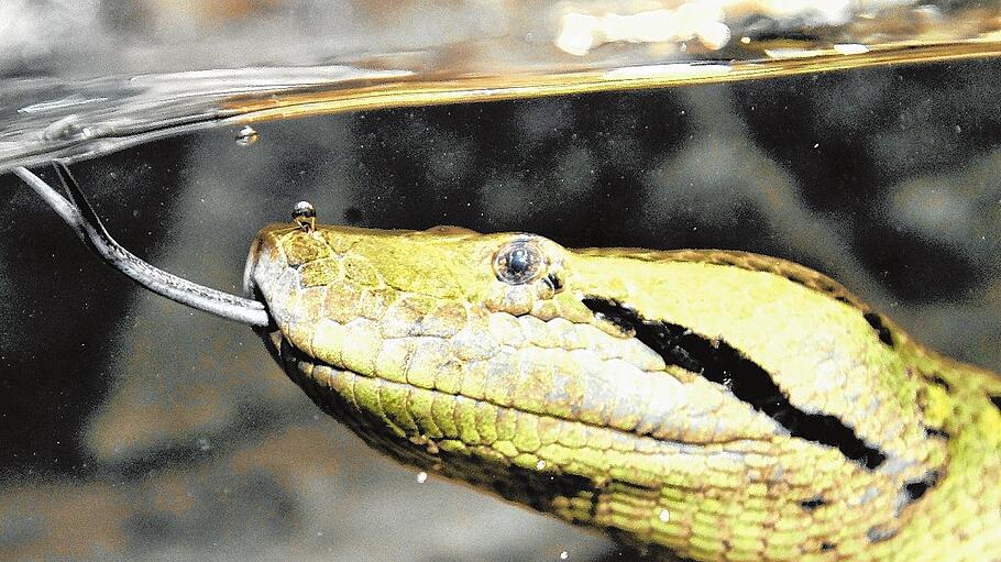 Große Anakondas bekommen größeres Terrarium