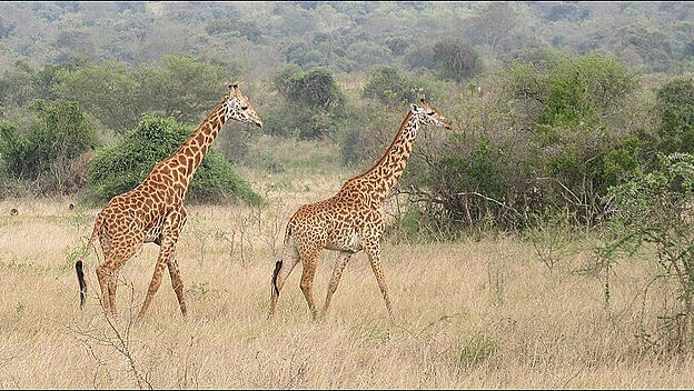 Giraffen im Akagera-Nationalpark