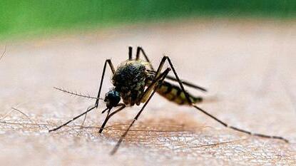 Malaria-Überträger Mücke
