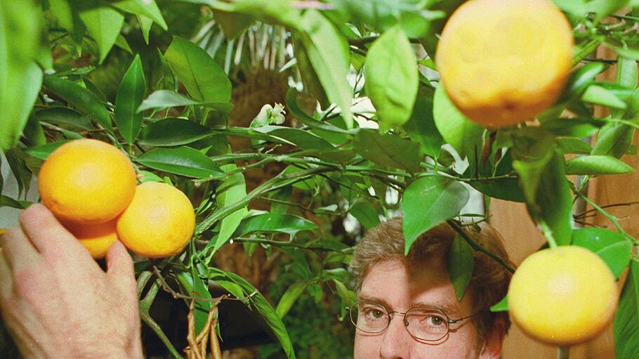 Orangenernte auf der Insel Mainau