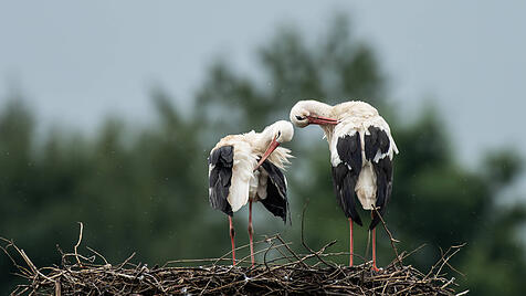 Storchenpaar