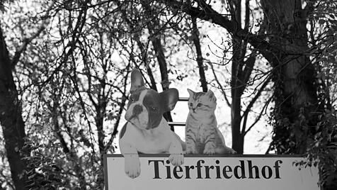 Ein Tierfriedhof im Wald