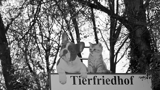 Ein Tierfriedhof im Wald