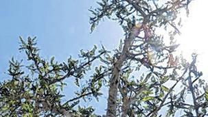 Der Weihrauchbaum trägt kleine Blätter, von weitem kaum sichtbar.