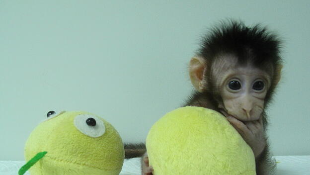 Hua Hua - Affen nach Dolly-Methode geklont