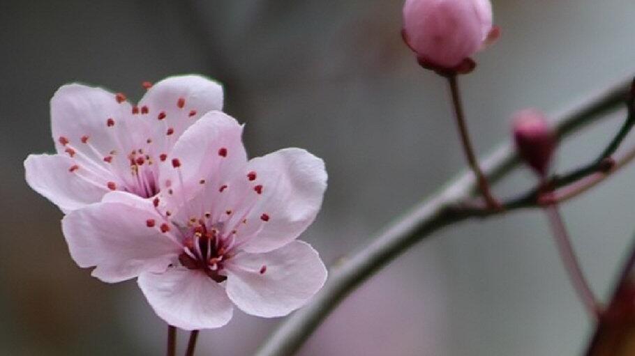 Pflaumenblüte ist das Symbol der neuen Kaiser-Ära