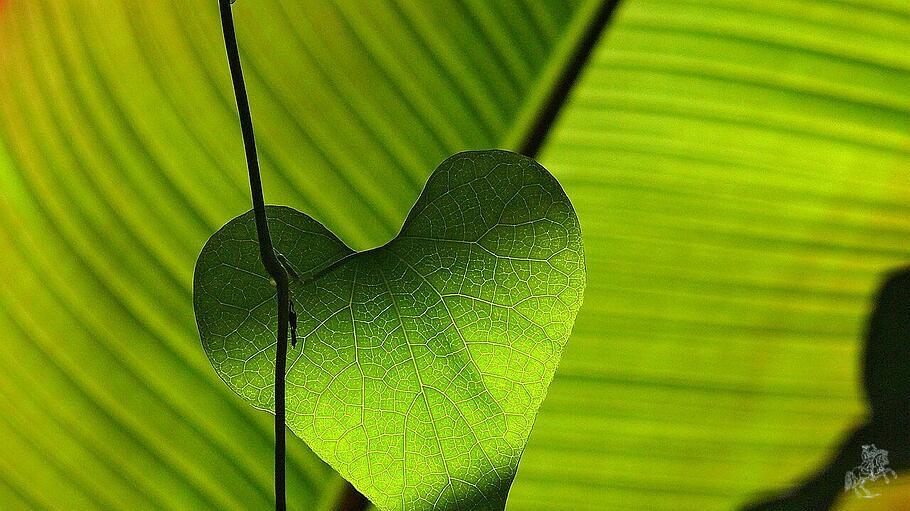 Nachhaltigkeit für die Umwelt