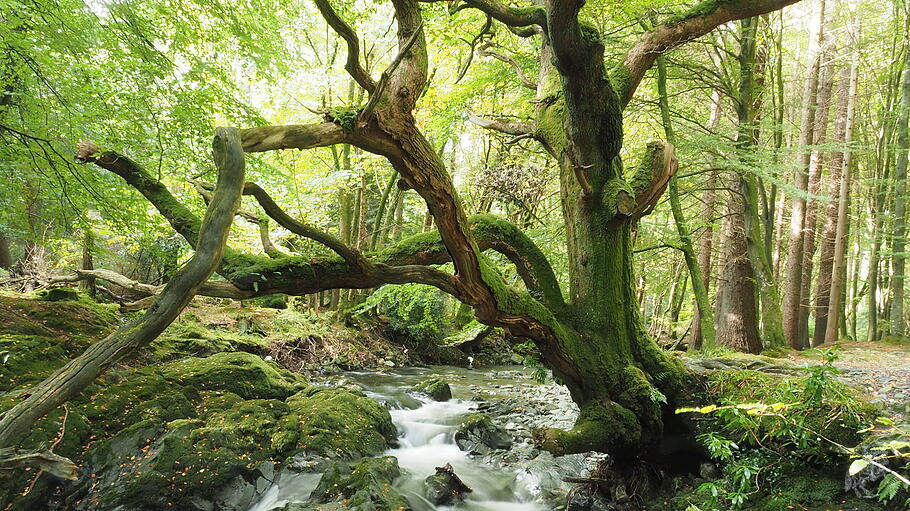 Tollymore Forest Park in Nordirland