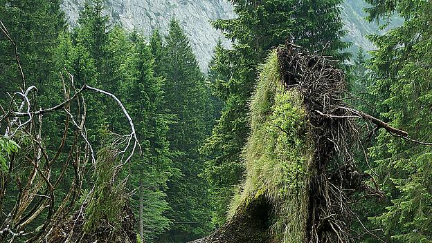 Umgestürzter Baum