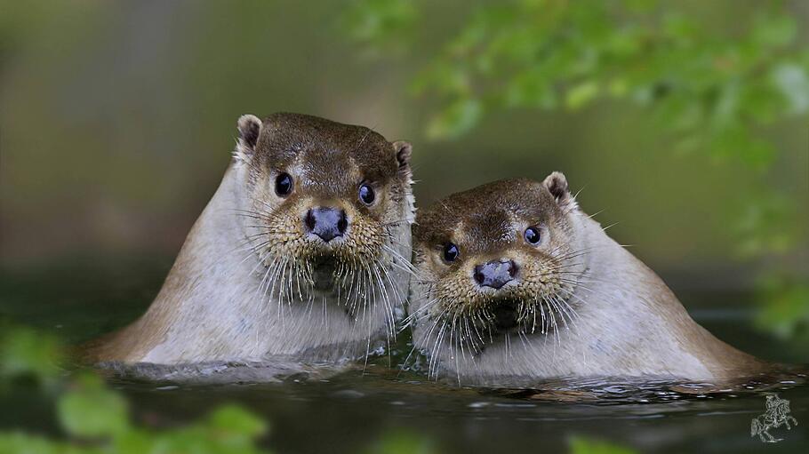 Otterpaar