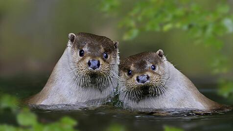 Otterpaar