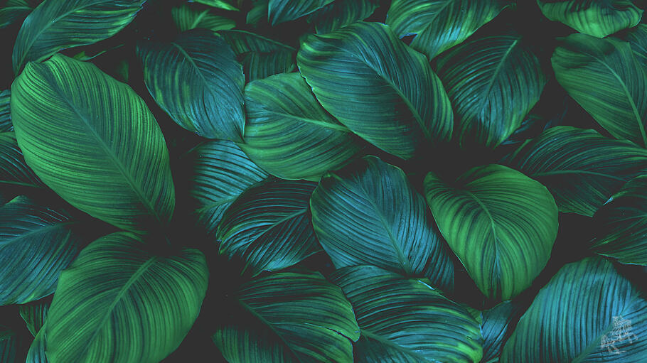 Bedeutung der Ökologie