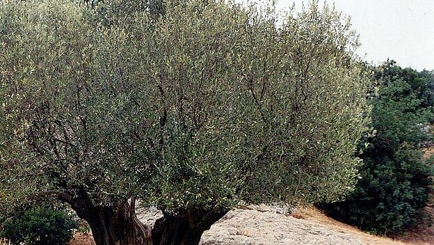 Gott hat einen einzigen heiligen Ölbaum gepflanzt