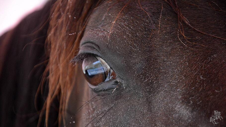 Reittherapie