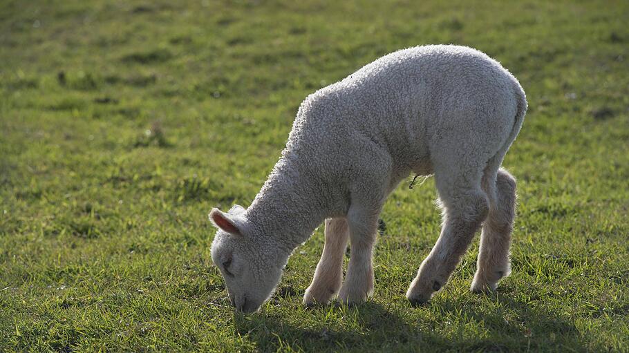 Junges Lamm auf irischer Weide