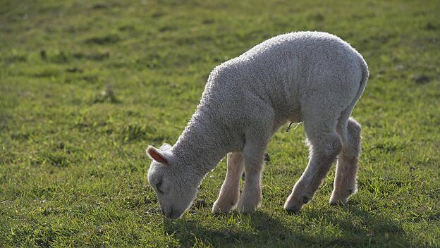 Junges Lamm auf irischer Weide