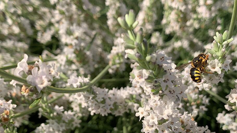 Wildbienen haben die Bl&uuml;hpflanzen im Karmelitergarten l&auml;ngst f&uuml;r sich entdeckt.