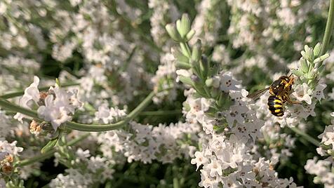 Wildbienen haben die Bl&uuml;hpflanzen im Karmelitergarten l&auml;ngst f&uuml;r sich entdeckt.