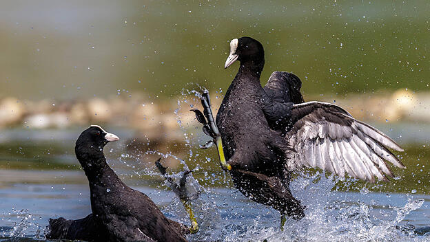 K&auml;mpfende Bl&auml;ssh&uuml;hner.