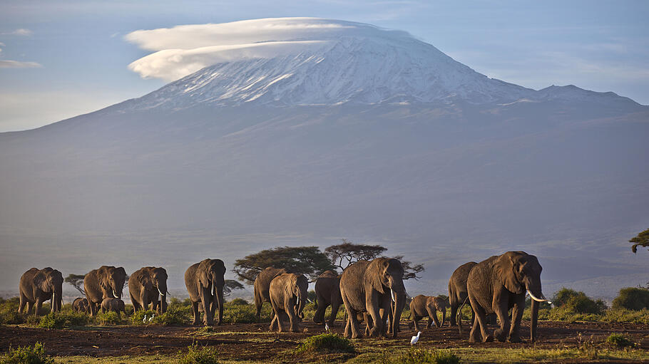 Kilimandscharo mit Elefanten