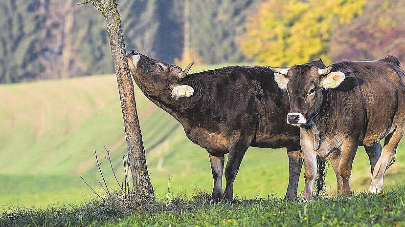 Tierische Morgentoilette uf dem Höchsten