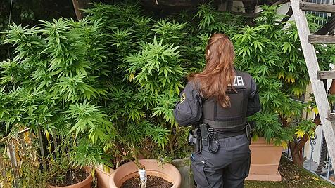 Hanfplantage