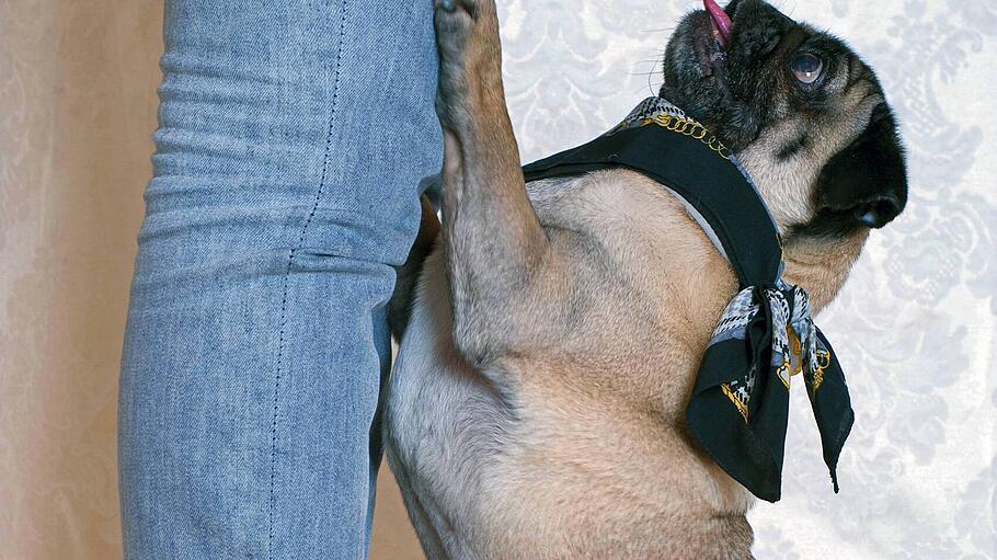 Ein Mops steht auf seinen Hinterbeinen.