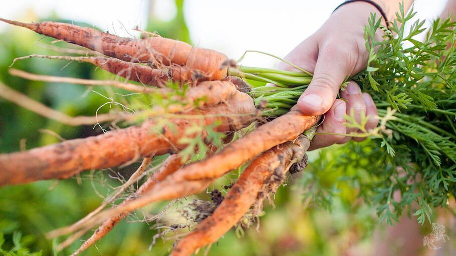 Frische Möhren: Frische Ausgangsprodukte aus dem eigenen Garten sind eine gute Voraussetzung für eine einfache, gesunde und geschmacklich anspruchsvolle Küche.