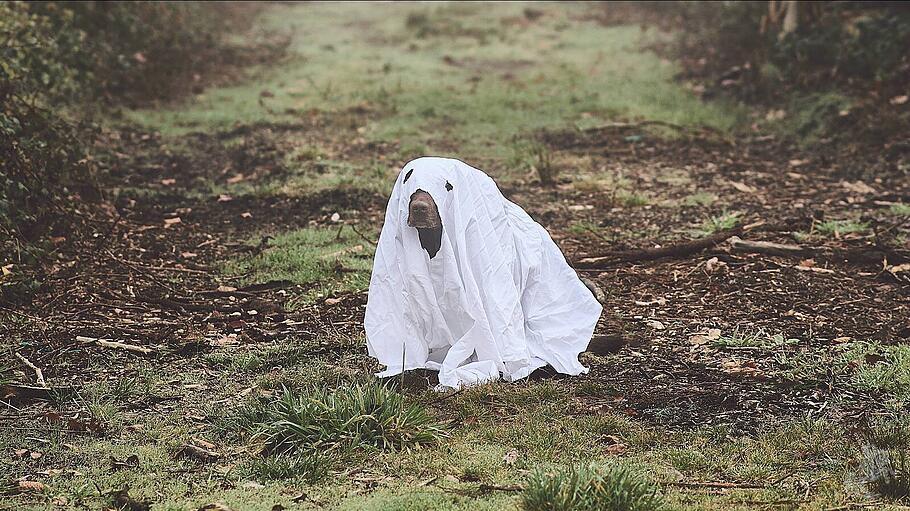 Hund als Geist verkleidet