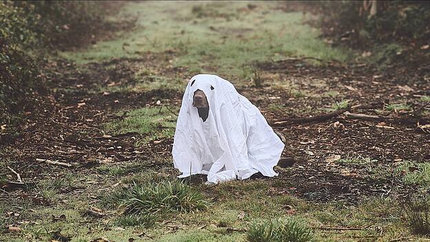 Hund als Geist verkleidet