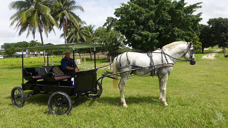 Der Pferdekarren ist bis heute das Transportmittel für den Mennoniten Abram Neufeld, der in der Gemeinschaft von Indian Creek in Belize lebt.