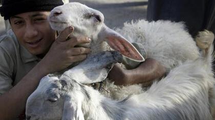 Tiermarkt im Gazastreifen