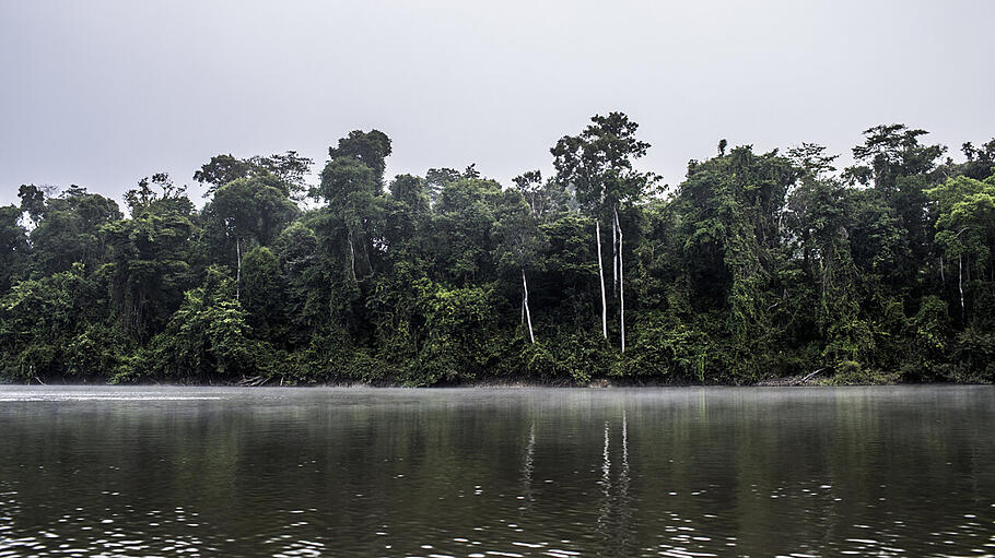 Klimawandel: Regenwald
