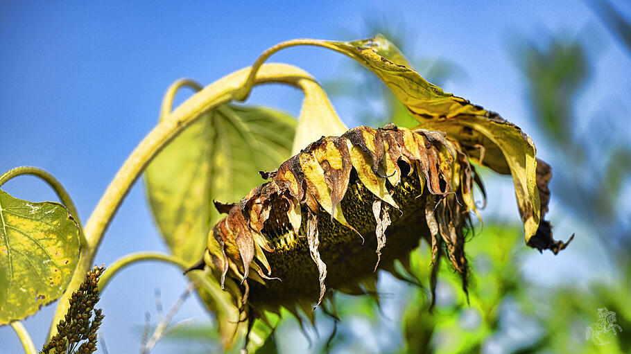 Verblühte Sonnenblume