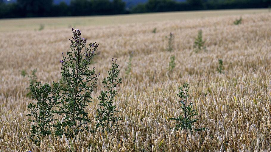 Kratzdistel im Weizenfeld