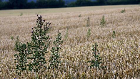 Kratzdistel im Weizenfeld