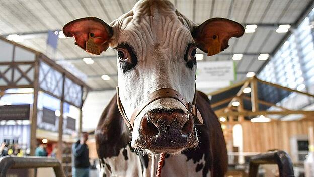 Frankreich, Landwirtschaftsmesse in Paris  Installation Of International Agricultural Fair - Paris A cow looks on during