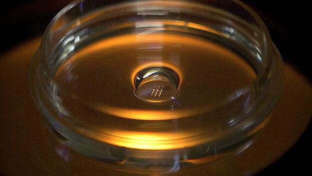 Mikroplatte mit Embryonen