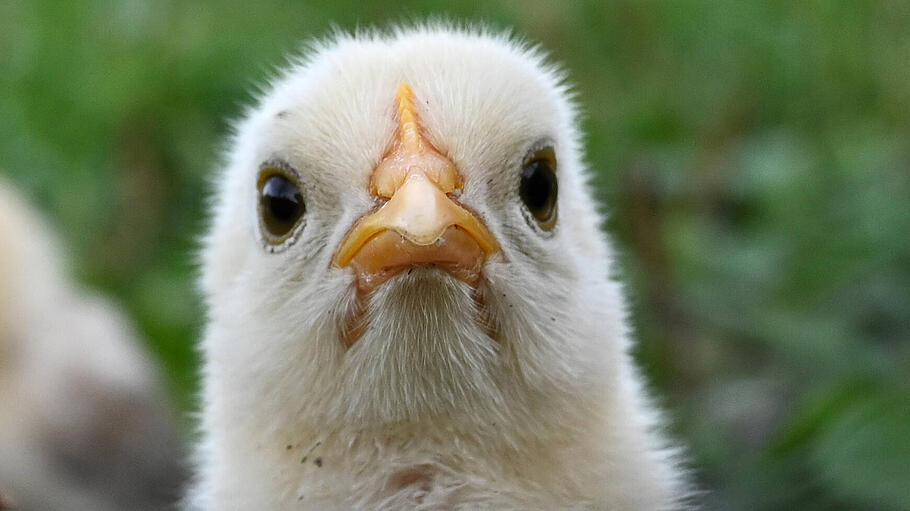 Haushuhn (Gallus gallus domesticus) - Küken