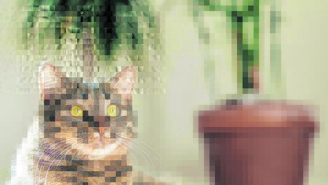Katze im Zimmer