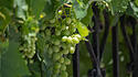 Traubenrebe am Weinstock