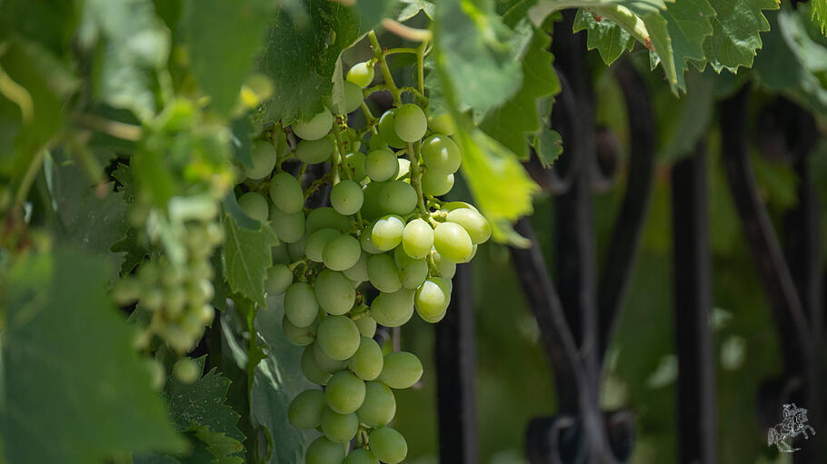 Traubenrebe am Weinstock