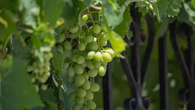 Traubenrebe am Weinstock