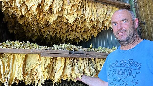 Hatzenbühler Tabakpflanzer Markus Seither vor einem Ofen mit getrockneten Blättern
