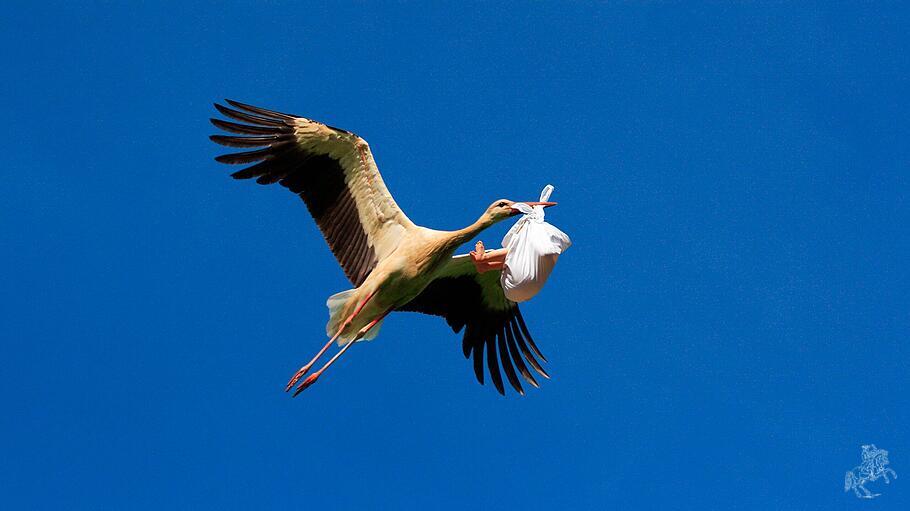Weissstorch mit Baby