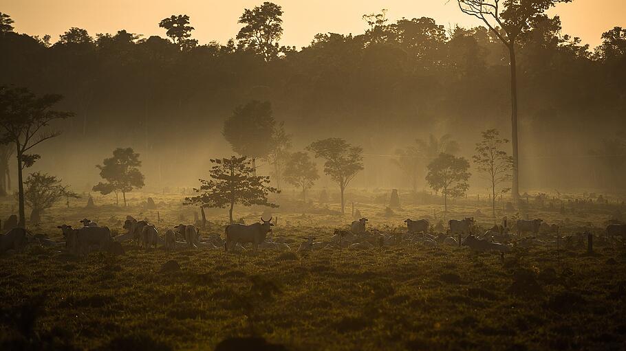 Brasilianischer Kardinal Hummes zur Amazonas-Synode