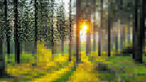 Frühlingssonne im Wald