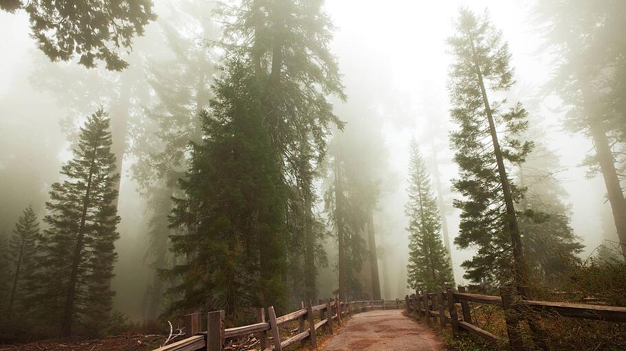 Sequoia National Park in den USA